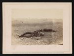 Dead Confederate soldiers, as they fell, on the west bank, near the bridge, on the left wing of our Army, at the Battle of Antietam