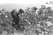 People picking cotton in the field of Mrs. Minnie B. Guice near Mount Meigs in Montgomery County, Alabama.