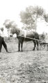 Man With Donkey