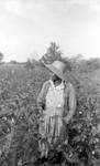 African American woman in cotton field