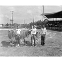 4-H members and cows