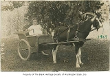 Dorothy Alexander in goat-drawn cart, Seattle, 1917