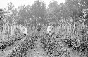 Gardens (girls). Superintendent Jus. Washington, Arthur D. Wright, Jackson Davis, Lizzie A. Jenkins and Annie E. Butler showing improvement. Tomatoes staked