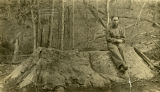 Poplar stump at Lynn Camp Prong