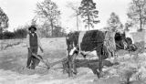 Parson, an African American man plowing with an ox in rural Wilcox County, Alabama.