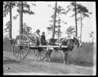 Oxcart on Lady's Island--Atkins children