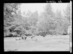 Negroes catching small catfish with their hands. Bait to be used in shoals of Little River near Eatonton, Georgia