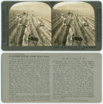 Thumbnail for V21868 - Planting sugar cane in a large hacienda near Lima, Peru