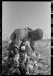 Negro picking cotton in fields of Lake Dick Cooperative Association, Arkansas