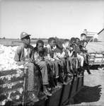 African American children and white children sitting on a large truck filled with cotton: Image 1