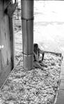 African American man sitting in truck filled with cotton, waiting to offload: Image 1