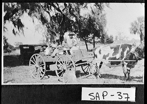 Photograph of several people on ox-pulled cart, Sapelo Island, McIntosh County, Georgia, between 1915 and 1934