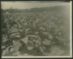 Five men in tobacco field