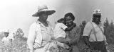 People in the cotton field of Mrs. Minnie B. Guice near Mount Meigs in Montgomery County, Alabama.