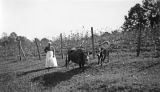 Adeline, an African American woman, standing in field with two cows, probably in Furman, Alabama.