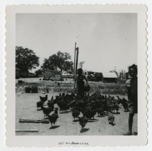 Children Feeding Chickens