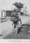 One way of carrying bananas : At the docks of the United Fruit Co., mechanical carriers, so perfected as not to bruise the fruit, have replaced the leisurely negro