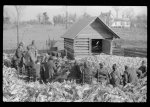 [Untitled photo, possibly related to: Corn shucking on Uncle Henry Garrett's place, Negro tenant of Mr. Fred Wilkins. White women don't go to Negro shucking to help with the cooking but whites are fed by Negro women just the same as at other shucking week previous at Mr. Fred Wilkins' home. Tally Ho, near Stem, Granville County, North Carolina]