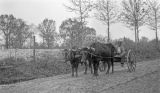 Tom Riley with his oxen team on a dirt road in Wilcox County, Alabama.