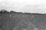 People picking cotton in the field of Mrs. Minnie B. Guice near Mount Meigs in Montgomery County, Alabama.