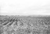 Colombia, potato field at Hacienda San José de Bella Vista in Antioquia department