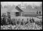 Corn shucking on Uncle Henry Garrett's place, Negro tenant of Mr. Fred Wilkins. White women don't go to Negro shucking to help with the cooking but whites are fed by Negro women just the same as at other shucking week previous at Mr. Fred Wilkins' home. Tally Ho, near Stem, Granville County, North Carolina