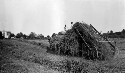 Gathering hay- hay loader. T. O. Sandy's farm