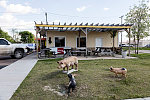 Porcine figurines outside Abe's Bar B-Q restaurant in Clarksdale, a prominent home to old-time blues music in the Mississippi (River) Delta region in Northwest Mississippi