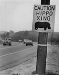 Fugitive hippo faces shoot-to-kill order