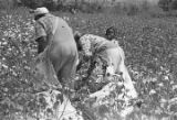 People picking cotton in the field of Mrs. Minnie B. Guice near Mount Meigs in Montgomery County, Alabama.