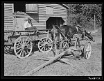 Negro helper with wagon in front of J.V. Harris' barn, nine miles south of Chapel Hill on Highway 15. Chatham County, North Carolina