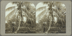 Gathering coconuts, Jamaica