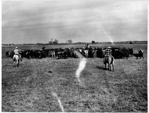 Thumbnail for Picture of a herd of cattle and cowboys