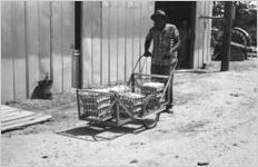 African American man pushing eggs on cart 2 [Slide Farm-17]