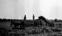 Gathering hay- hay loader. T. O. Sandy's farm