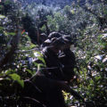 Soldiers on patrol in heavily forested area near Vung Chua Mountain