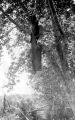 Lynching of Robert Marshall on the Hanging Tree near Horsely Ranch, south of Price, Utah.