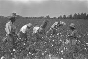 People picking cotton in the field of Mrs. Minnie B. Guice near Mount Meigs in Montgomery County, Alabama.