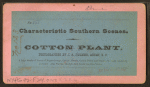 Cotton plant