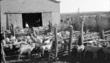 Argentina, sheep crowded into corral at Estancia Jones