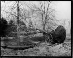 Trees replanted in Forest Park during construction of the1904 World's Fair