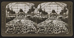 Chrysanthemum show, Prospect Park greenhouses, Brooklyn, N.Y., U.S.A.