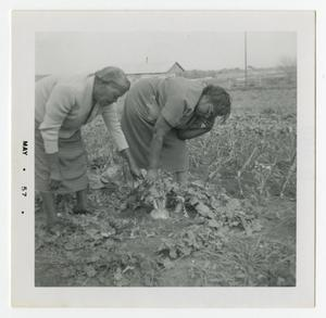 Women Gardening