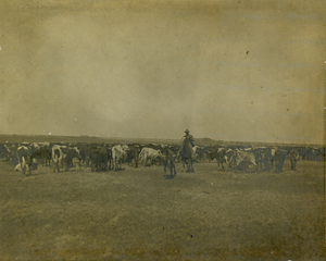 Cowboy herding cattle