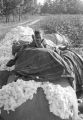 Little girl lying on top of a large pile of cotton at the edge of the field of Mrs. Minnie B. Guice near Mount Meigs in Montgomery County, Alabama.