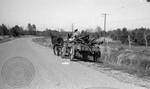 African American man with mules pulling wagon of wood: Image 2