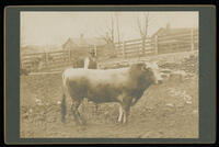 Agriculture Department Livestock, circa 1900