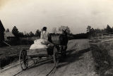 African American man in a mule-drawn wagon, bringing home meal from a co-op grist mill in Gee's Bend, Alabama.