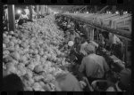 Eastern shore counties in Virginia. July, 1940. Barracks, surrounded by barbed wire fence, for migratory Negro agricultural workers from Florida