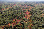 An October 2017 aerial view of a mixture of evergreens (Maine is known as the Pine Tree State) and deciduous trees at the height of their fall colors in the forests near Ogunquit, Maine